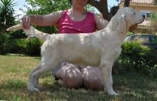 Spanish Lady de Zelkova