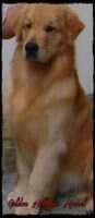 Ch.Incial Perfect Golden All Iin Volponi