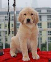 Armaiti of DiHao Kennel