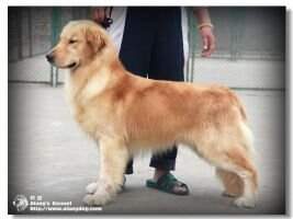 Danus of Shi Dai Kennel