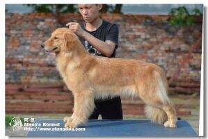 Delia of Shi Dai Kennel