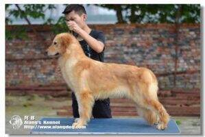 Denise of Shi Dai Kennel