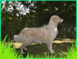 VET CH Rosebelly's Noblesse Oblige