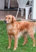 Grindstone Golden Boy Jax