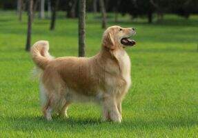 Aila Kuku of Superstar Kennel