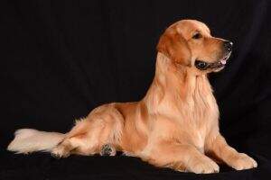UKC CH alt Rainbow's Cognac Kiss In The Dark GN CCA UKC CH alt Rainbow's Cognac Kiss In The Dark GN CCA