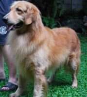 PH CH Zippidee Bet On The Top Dog