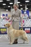 CH.BR GOLDEN SUNSHINE EVY