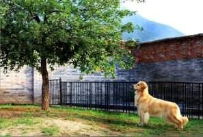 smlie angels of Jsy Goldens Kennel