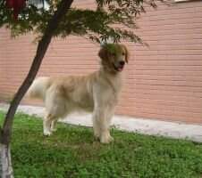 Golden Dancer of Jsy Goldens Kennel