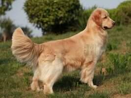 Yingqi of Superstar Kennel