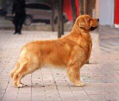 CN CH arthur of Jin Huang Shou Huo Kennel