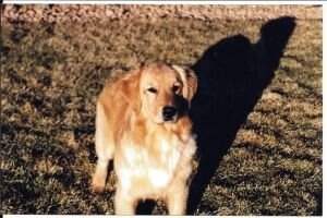 Redog's Baby Angel Redog's Baby Angel
