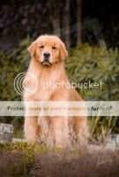 Ch.Puppy.BIS GoldenTrip Mister Edward Ch.Puppy.BIS GoldenTrip Mister Edward