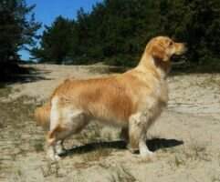 Est Tln JW-12 Ringokris Kernow Valmonte