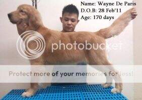 WAYNE'S DE PARIS