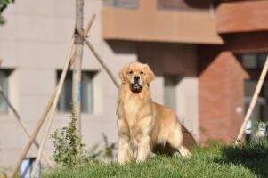 Afigo of Fast Kennel