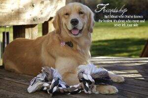Millstones-Grandview My Angels Safe Haven