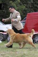 J.ChAr Ona Siberia Blanca Golden Friend Forever J.ChAr Ona Siberia Blanca Golden Friend Forever