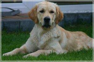 Bailey von den wilden Bienen