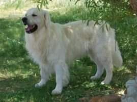 Snowflake White Cisco
