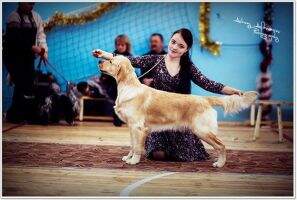JRUS CH/GRAND RUS CH/NAT.CLUB CH/3xRKF CH Gold Totem Ariele NAT.FIELD CH