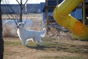 Snowball Kubic Snowball Kubic