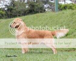 GChBr Ch.Pan Ch GOLDEN TRIP RAYMOND EDITION