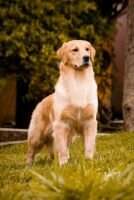 GOLDEN TRIP SNOW BRISTOL ELEGANCE GOLDEN TRIP SNOW BRISTOL ELEGANCE