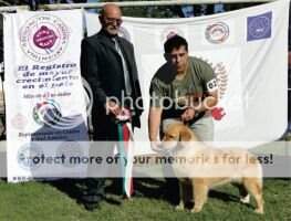 Jov Ch Arg. FCA Amatista De La Ramadita Camp Arg ACA Jov Ch Arg. FCA Amatista De La Ramadita Camp Arg ACA