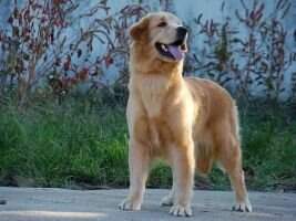 BR GOLDEN SUNSHINE SOPHIA BR GOLDEN SUNSHINE SOPHIA