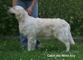 Dt.Ch.(VDH),Dt.Ch.(Club),Poln.Ch. Catch the Wind Acy