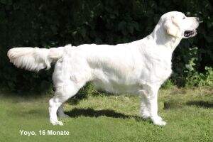 Dt.Ch.(VDH),Dt.Ch.Club,Poln.Ch.Dt.Vet.Ch.(VDH),Poln.Vet.Ch.,Poln.Jug.Ch. Catch the Wind Yoyo
