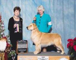 GCHS Ch. 24kt Sunshine Belle