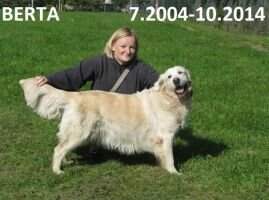 BERTA Loyal Gold BERTA Loyal Gold