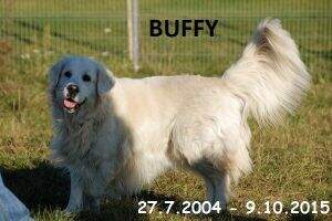 BUFFY Loyal Gold BUFFY Loyal Gold