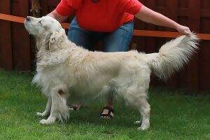 BUDDY Loyal Gold