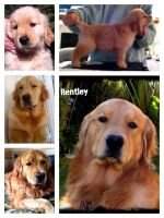 Sunbeam's Cowabunga Bentley