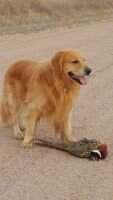 Shaffer BR Good Boy Scout