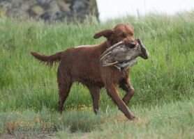 Mason's Golden Crazy Gracie Mason's Golden Crazy Gracie