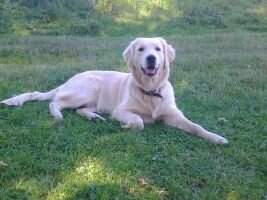 Toskana (daughter of Brava Golden Royal Care)