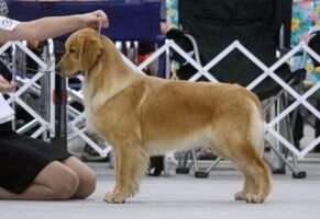 MBISS GCHS CH Sandpiper's Rock Star BN RN MXP5 MXPS MJP4 PAX XFP T2BP BCAT TKI DJ PADHF