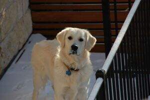 Glenfinnans Austin Star