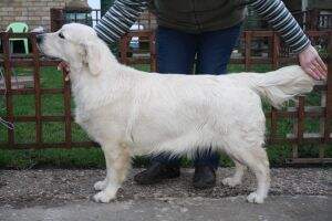 Kerrien Royal Ice