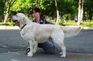 Ukr J Ch, Ch Ukr x 3, Bye Ch, BBB Tramin Grandmaster Ukr J Ch, Ch Ukr x 3, Bye Ch, BBB Tramin Grandmaster