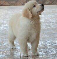 Golden Trip Polar Queen