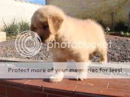 Precious Ruby Oliver's Kind Precious Ruby Oliver's Kind