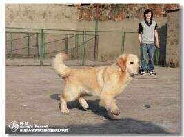 Hedda of Alang Kennel