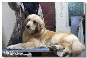 Hedy of Alang Kennel