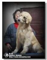 Hilary of Alang Kennel